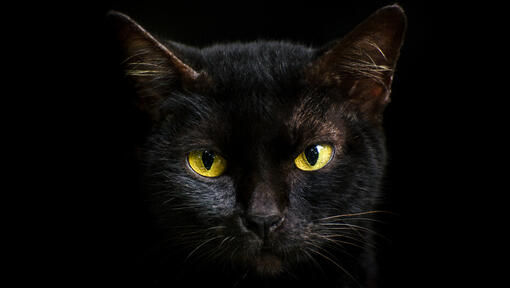 Can Cats See in the Dark? Cat Night Vision Facts | Purina